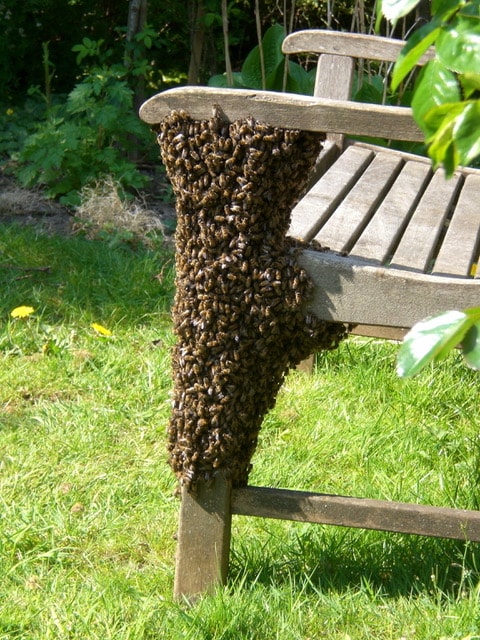 Swarm Capture